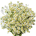 Chamomile Daisy