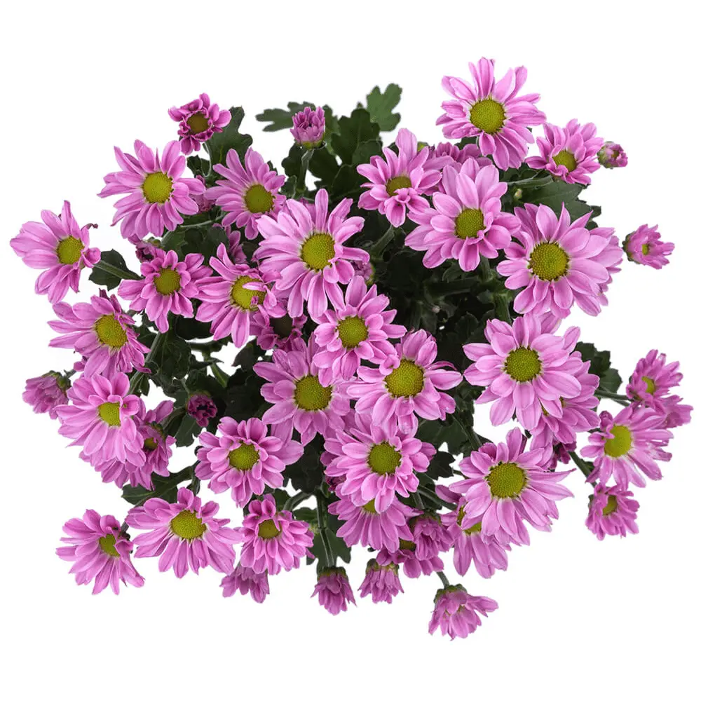 Micropoms Lilac Jaxon (10st)