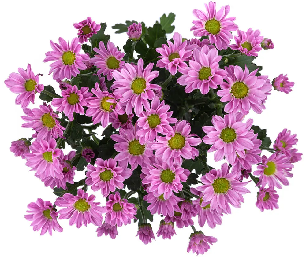 Micropoms Lilac Jaxon