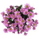 Micropoms Lilac Jaxon (10st)