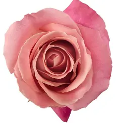 40cm Roses Medium Blush Pink Rhoslyn