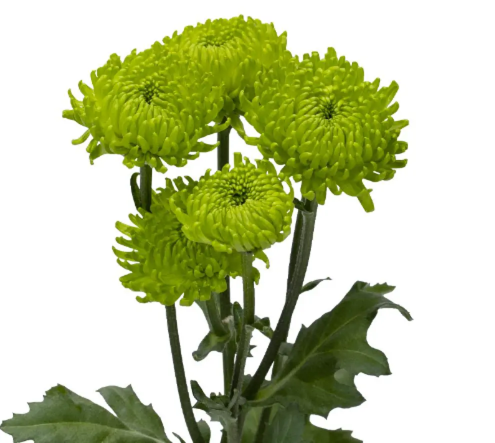 Chrysanthemums Green Lemonada