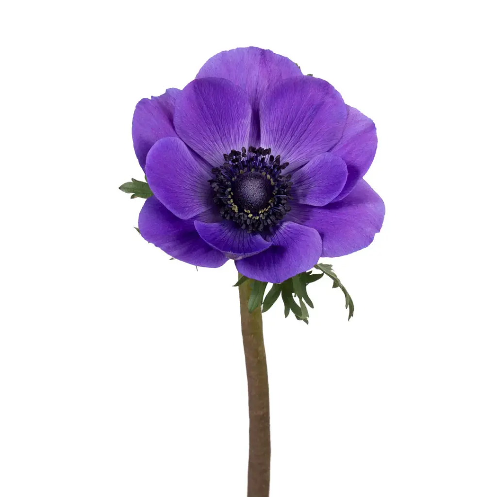 Anemones Purple