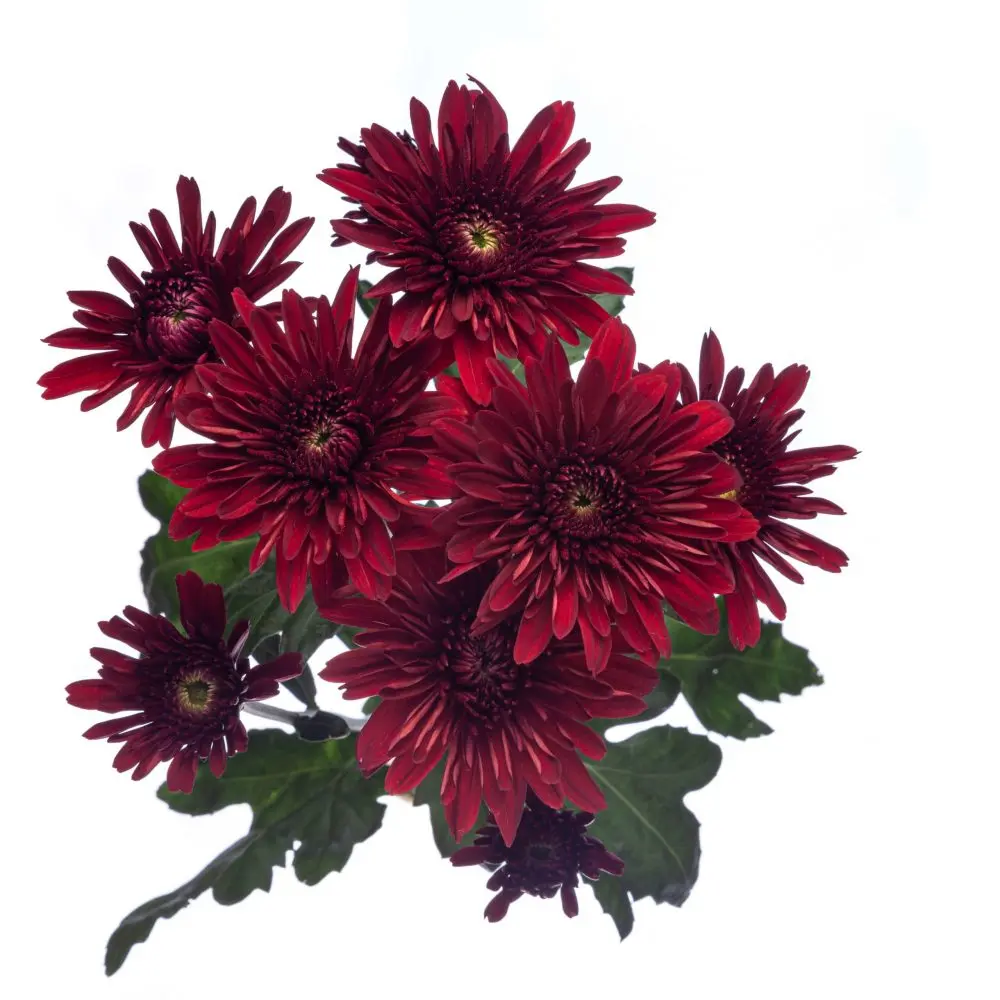 Chrysanthemum Red Chianti