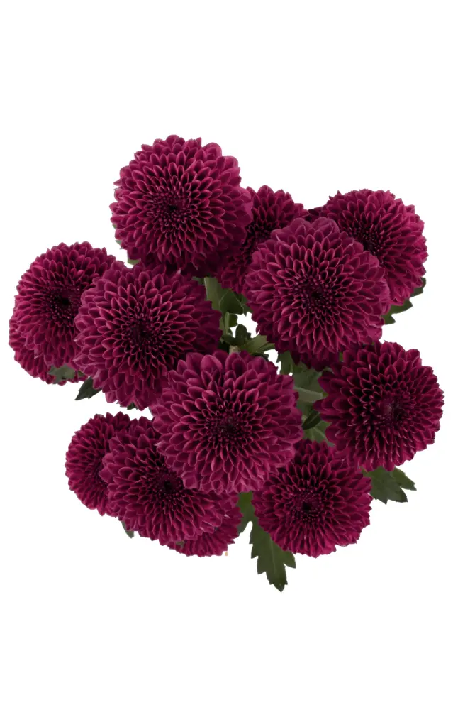 Buttons Purple Parissa