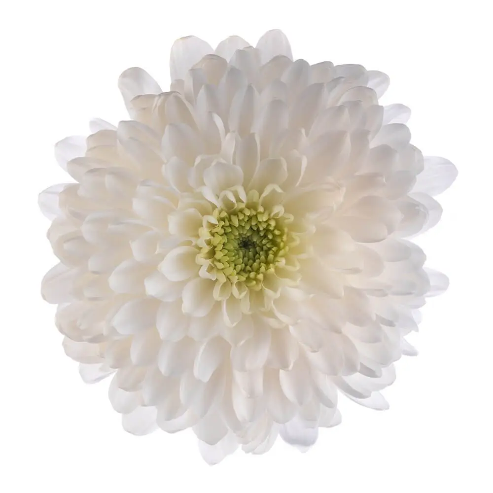 Cremons White Artic Queen