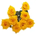 Spray Roses Yellow Mariah