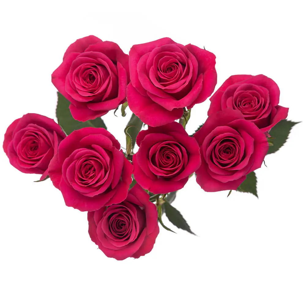 Spray Roses Hot Pink Yoyo