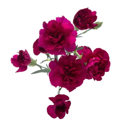 Mini Carnations Purple Vega 