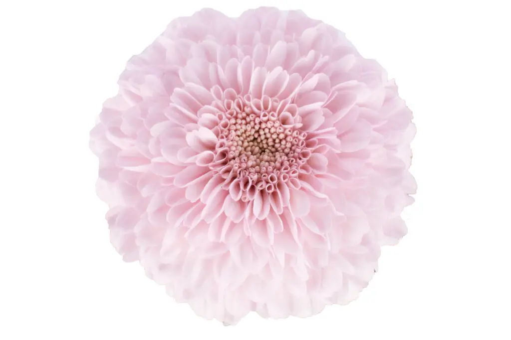 Mum Balls Baby Pink Soft Ball