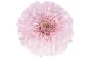 Mum Balls Baby Pink Soft Ball