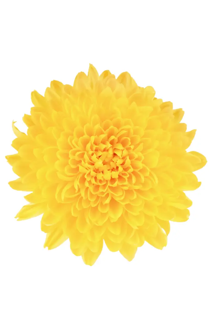 Cremons Yellow Cadiz
