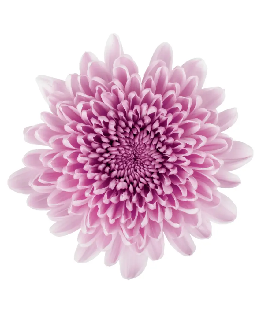 Cremons Light Lilac