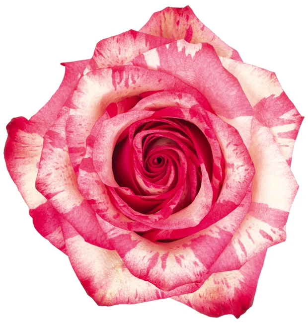 50cm Roses Pink/White Magic Times 