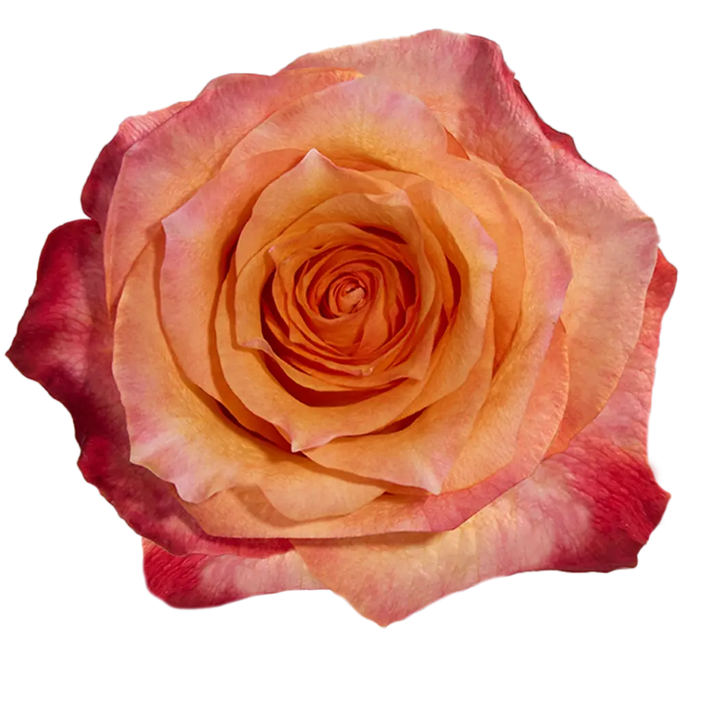 40cm Roses Variegated Peachy Orange Twilight 