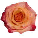 40cm Roses Variegated Peachy Orange Twilight 