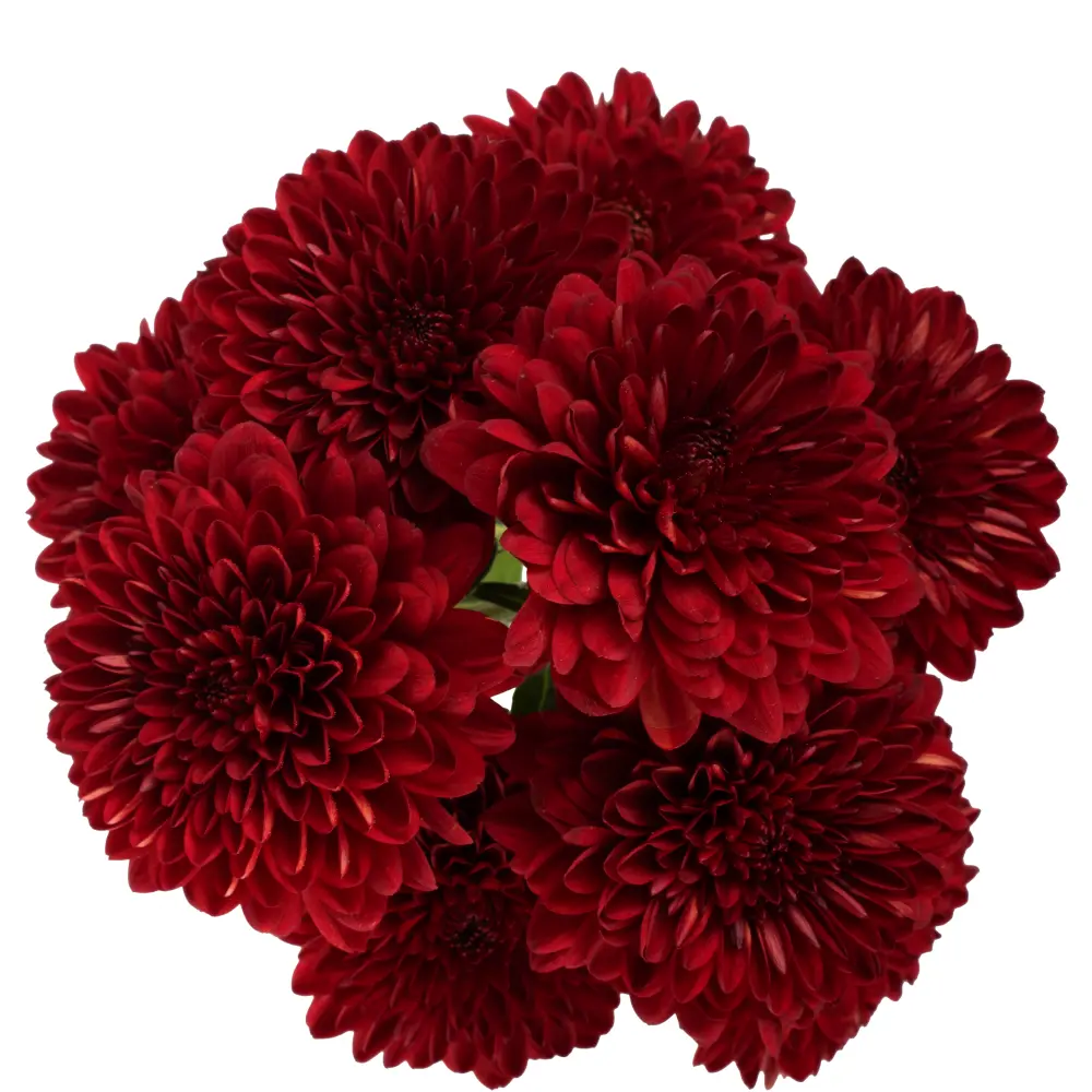 Chrysanthemum Sei Rubeus