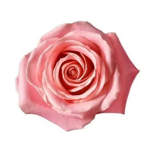 40cm Roses Light Pink Saga