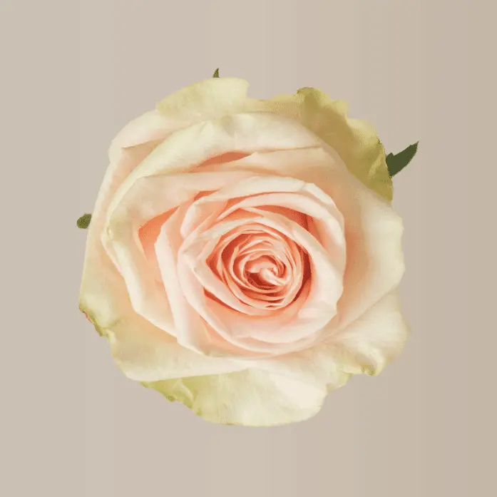 60cm Roses Blush Pink Salma