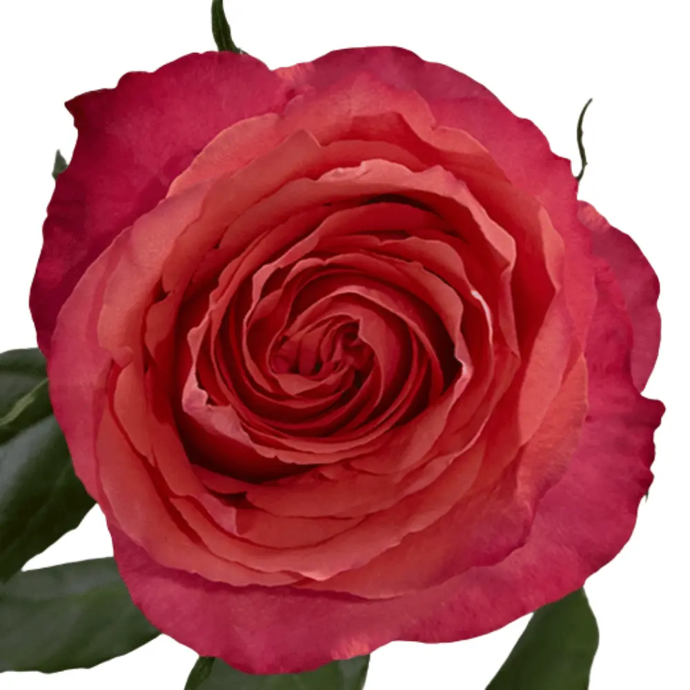 50cm Roses Deep Coral Pink Hard Rock 
