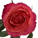 50cm Roses Deep Coral Pink Hard Rock 
