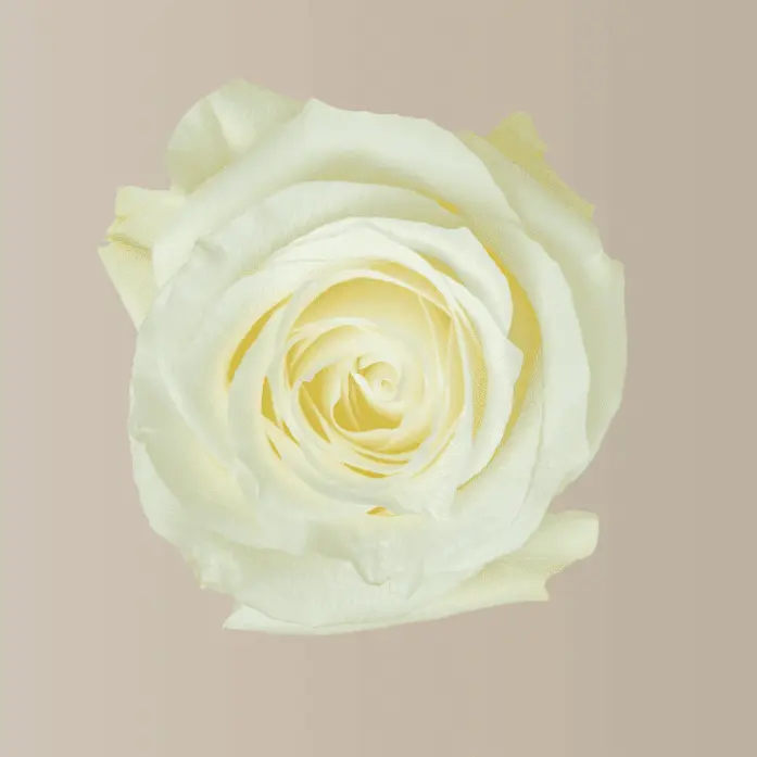 40cm Roses White Proud