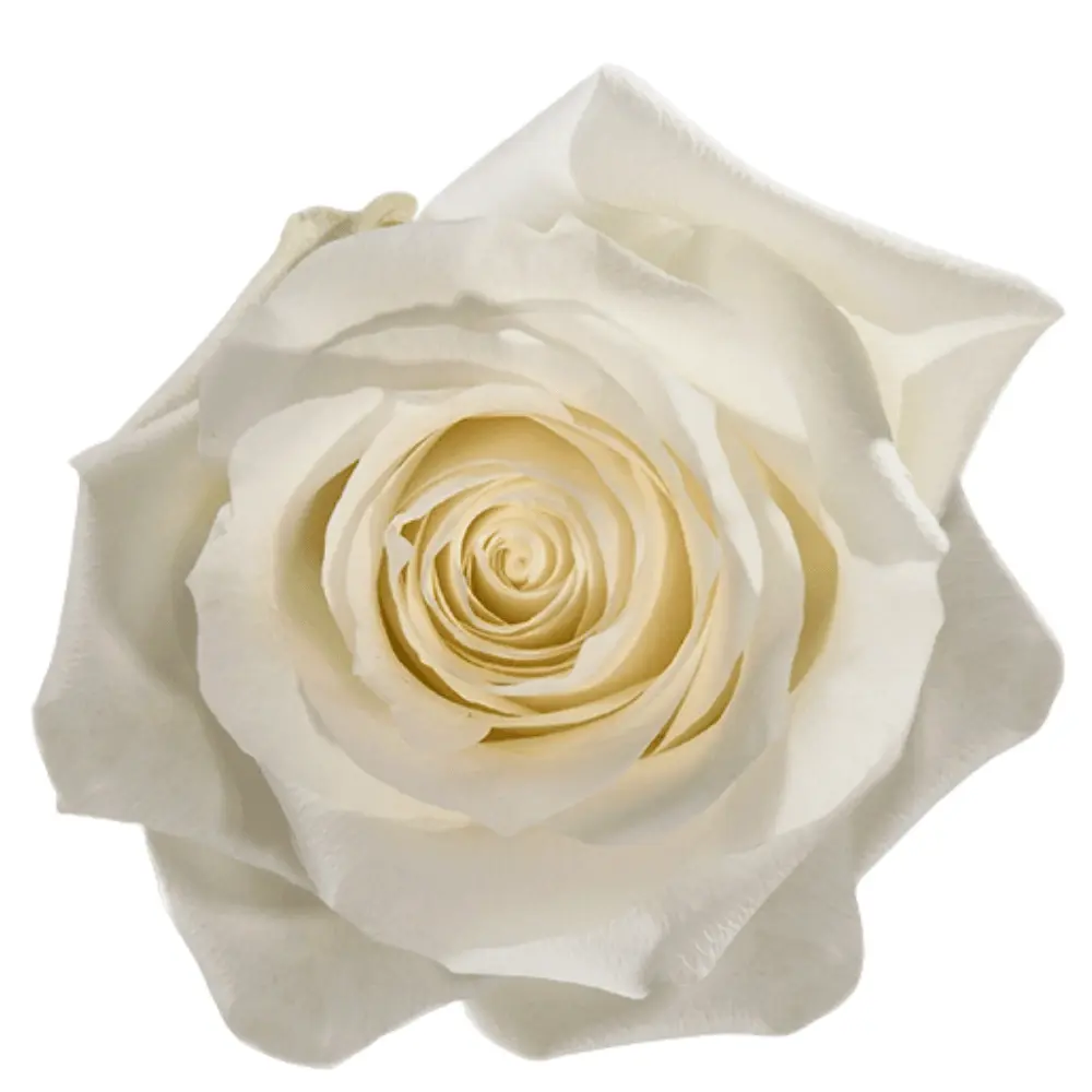 50cm Roses White Proud