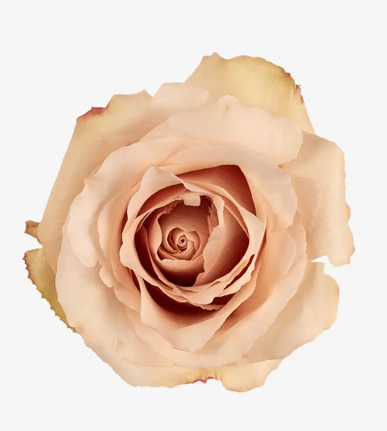 50cm Roses Cream Quicksand 