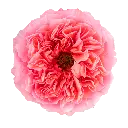 40cm Garden Roses Candy X-pression