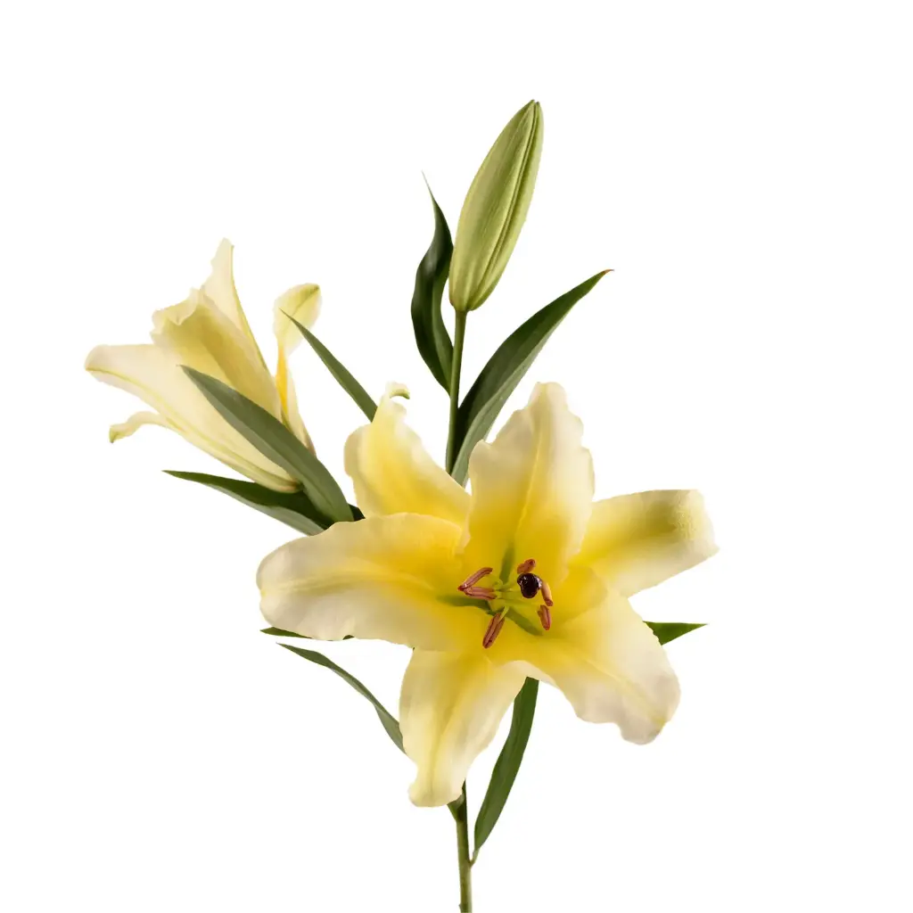 Oriental Lilies Light Yellow Concador