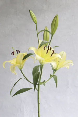 Oriental Lilies Yellow Concador