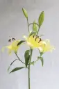 Oriental Lilies Yellow Concador