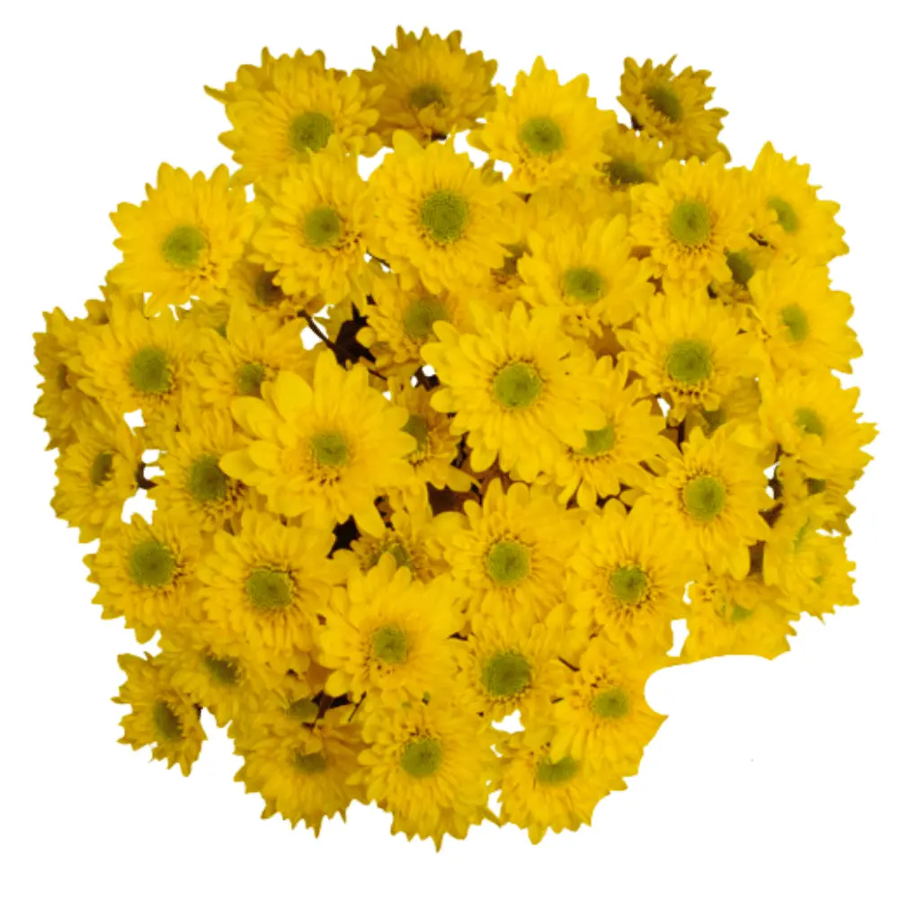 Daisies Yellow Lennox Novelty