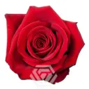 40cm Roses Red Finally