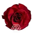 50cm Roses Red Mamma Mia 