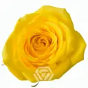 40cm Roses Yellow GoldFinch 