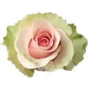 40cm Roses Absolut In Pink