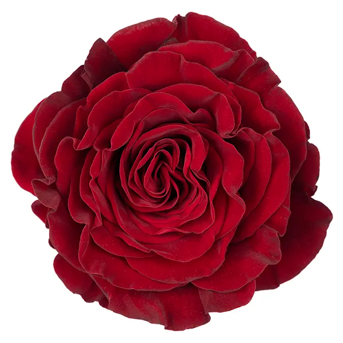 50cm Roses Red Hearts 