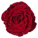 50cm Roses Red Hearts 