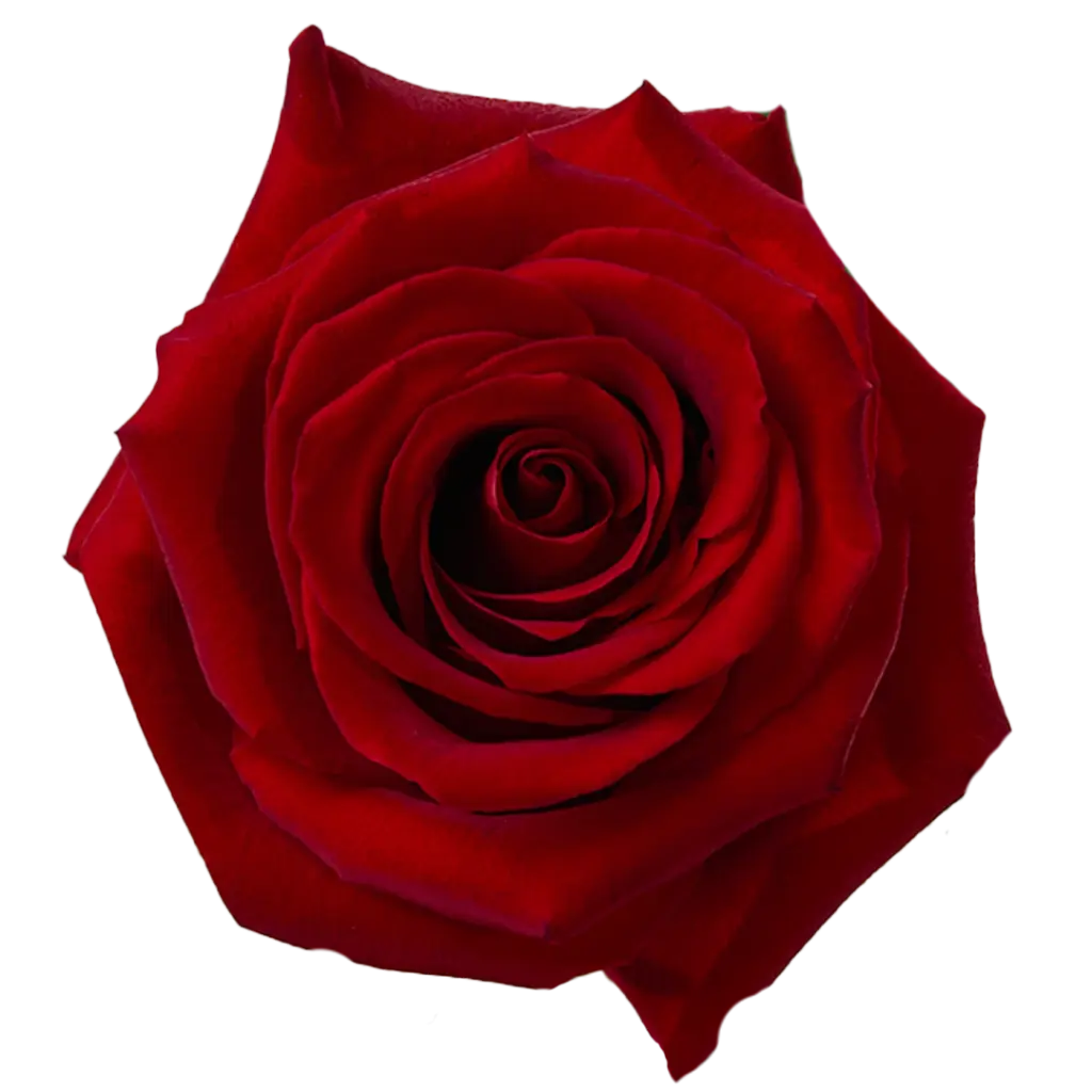 40cm Roses Red Fortune 