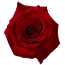 40cm Roses Red Fortune 