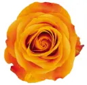 40cm Roses Bright Orange Nexus 