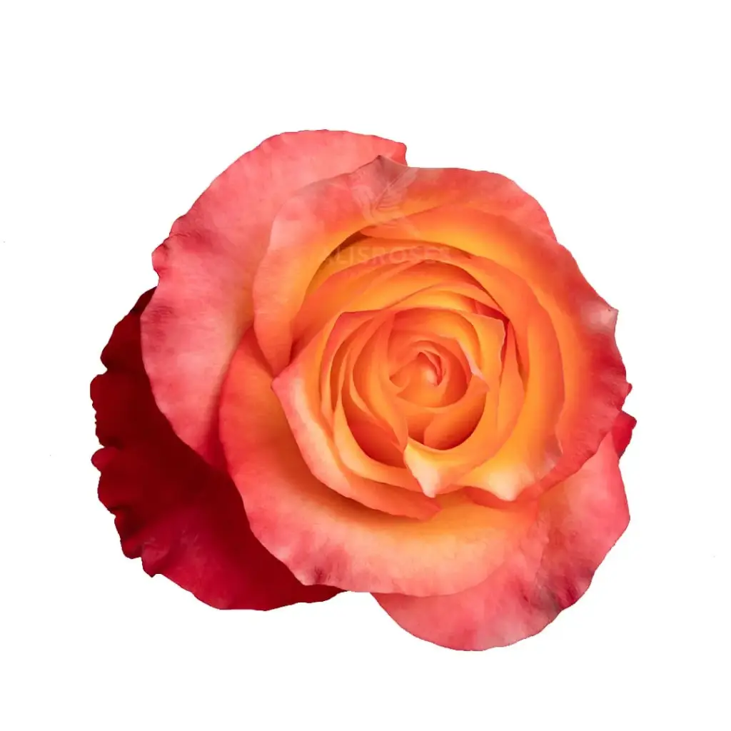 40cm Roses Bi-Color Orange & Yellow Encanto 