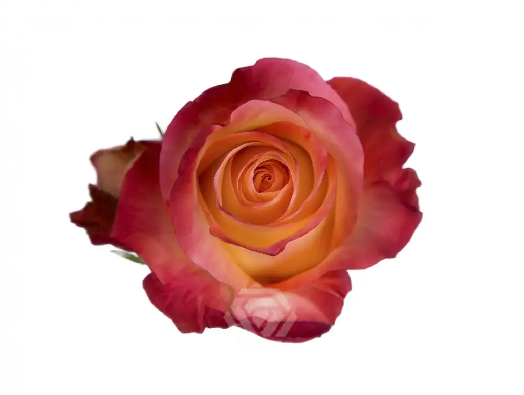 50cm Roses Bi-Color Orange & Yellow Encanto 