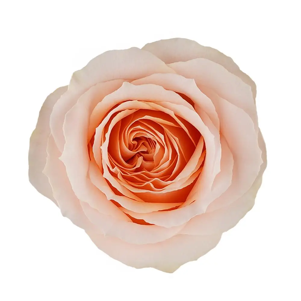 40cm Roses Orange Felicity 