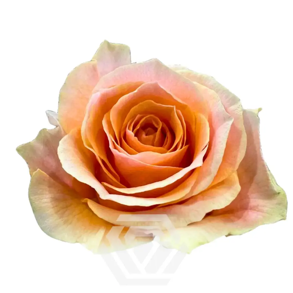 50cm Roses Peach Felicity 