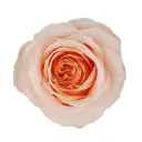 40cm Roses Orange Felicity 