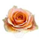 50cm Roses Peach Felicity 