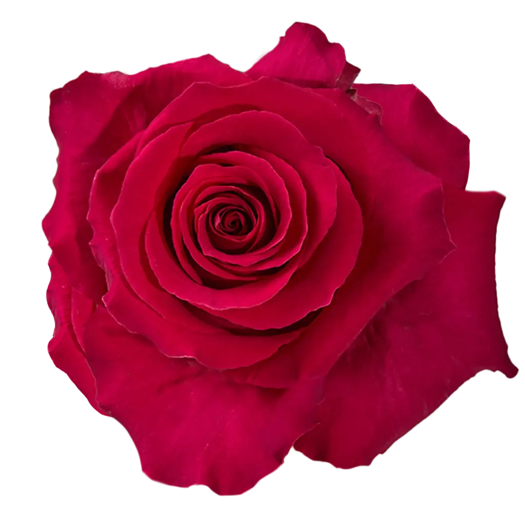 50cm Roses Hot Pink Gotcha 