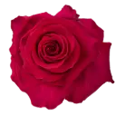 50cm Roses Hot Pink Gotcha 